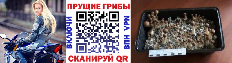гидра ONION  Верхний Уфалей  Псилоцибиновые грибы Psilocybe 